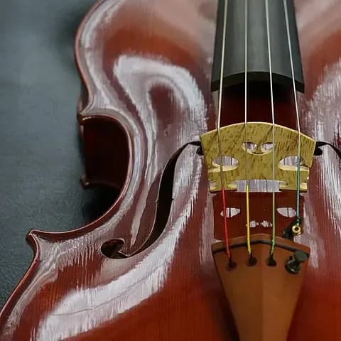 Viola